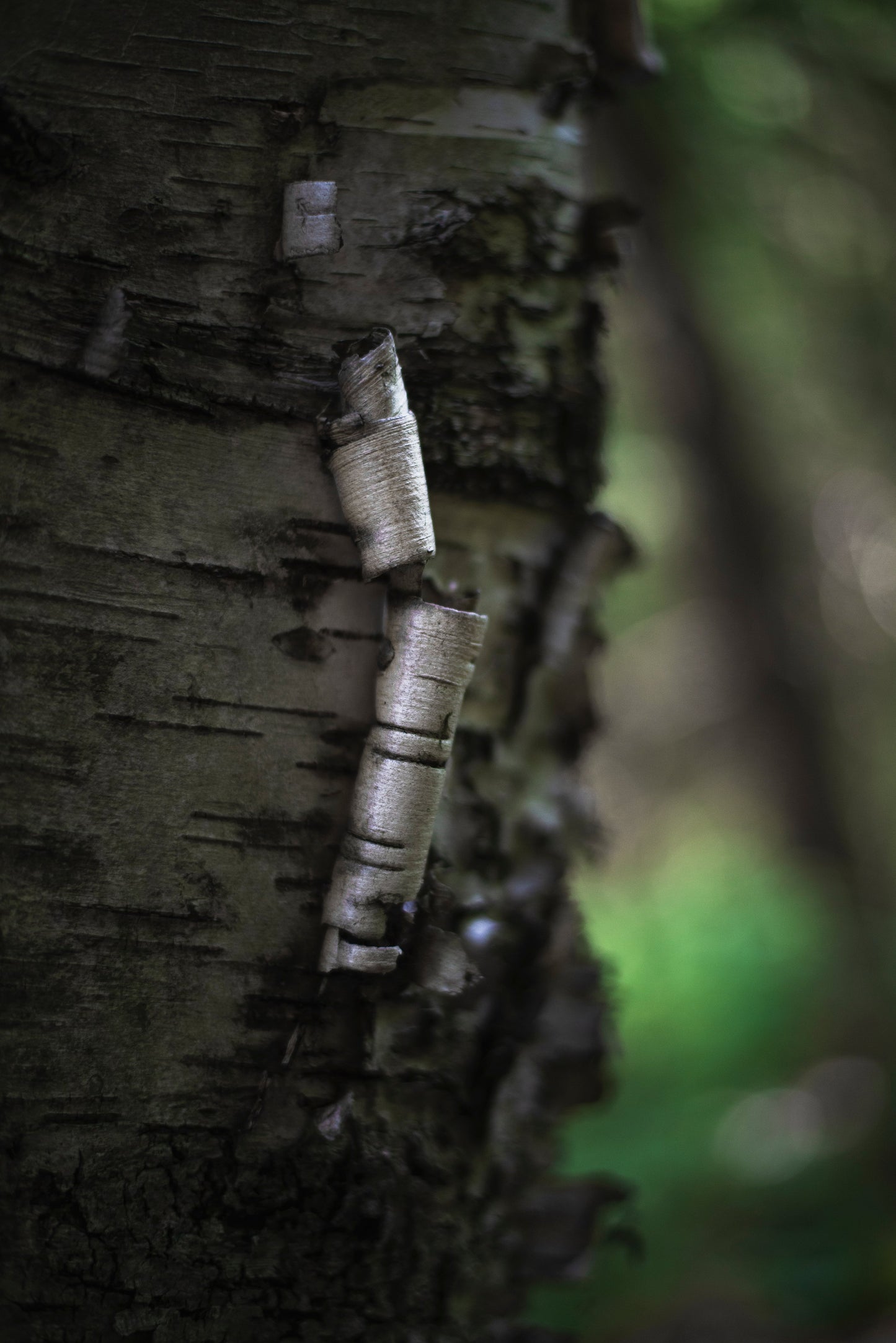Arctic Birch Diffuser Oil
