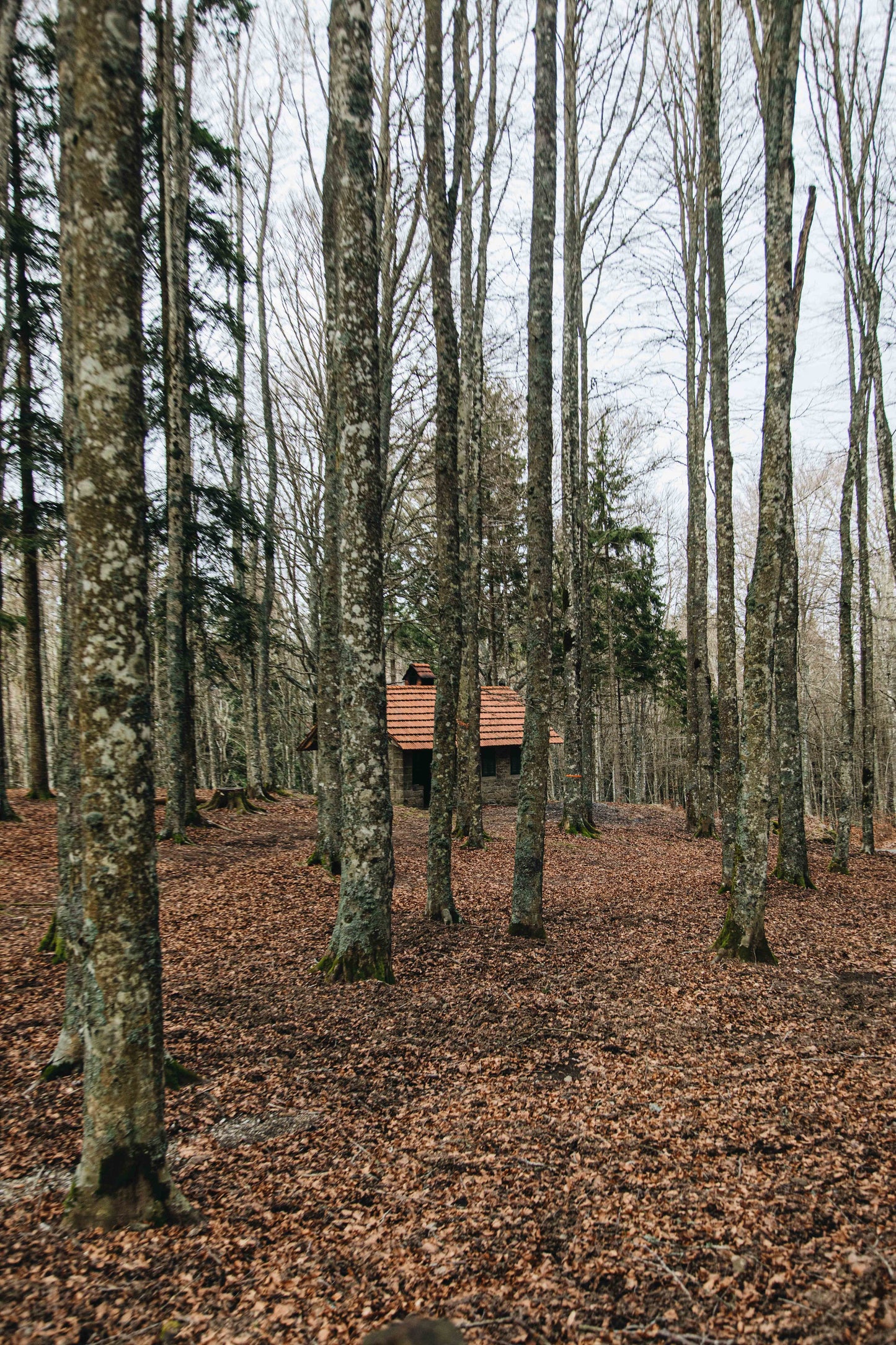 Quiet Cabin Diffuser Oil