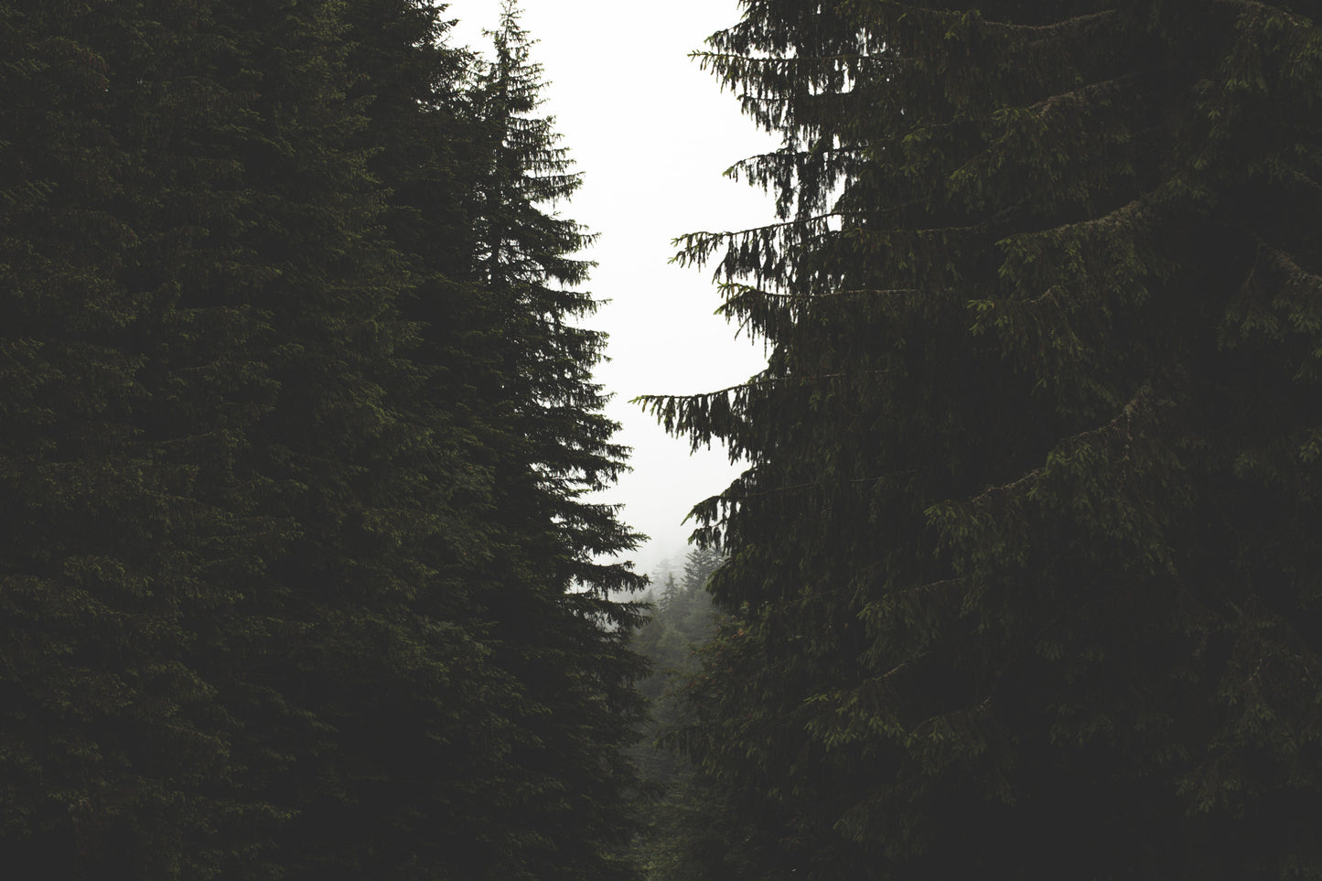 Sweet Pine Candle Wax Refill